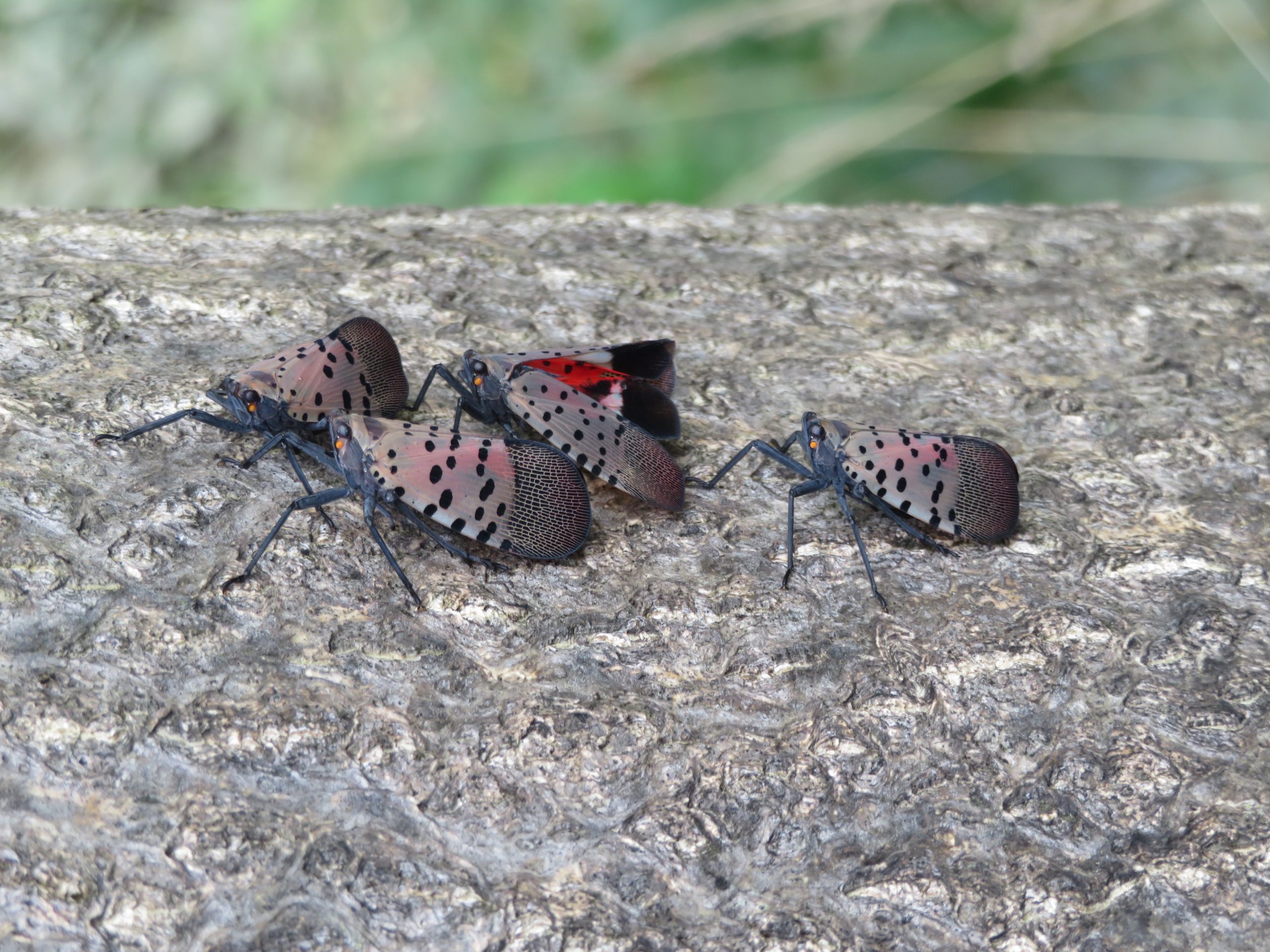 Spotted lanternfly adults aggregating on a tree-of-heaven stem. Adults are present in late July to October.