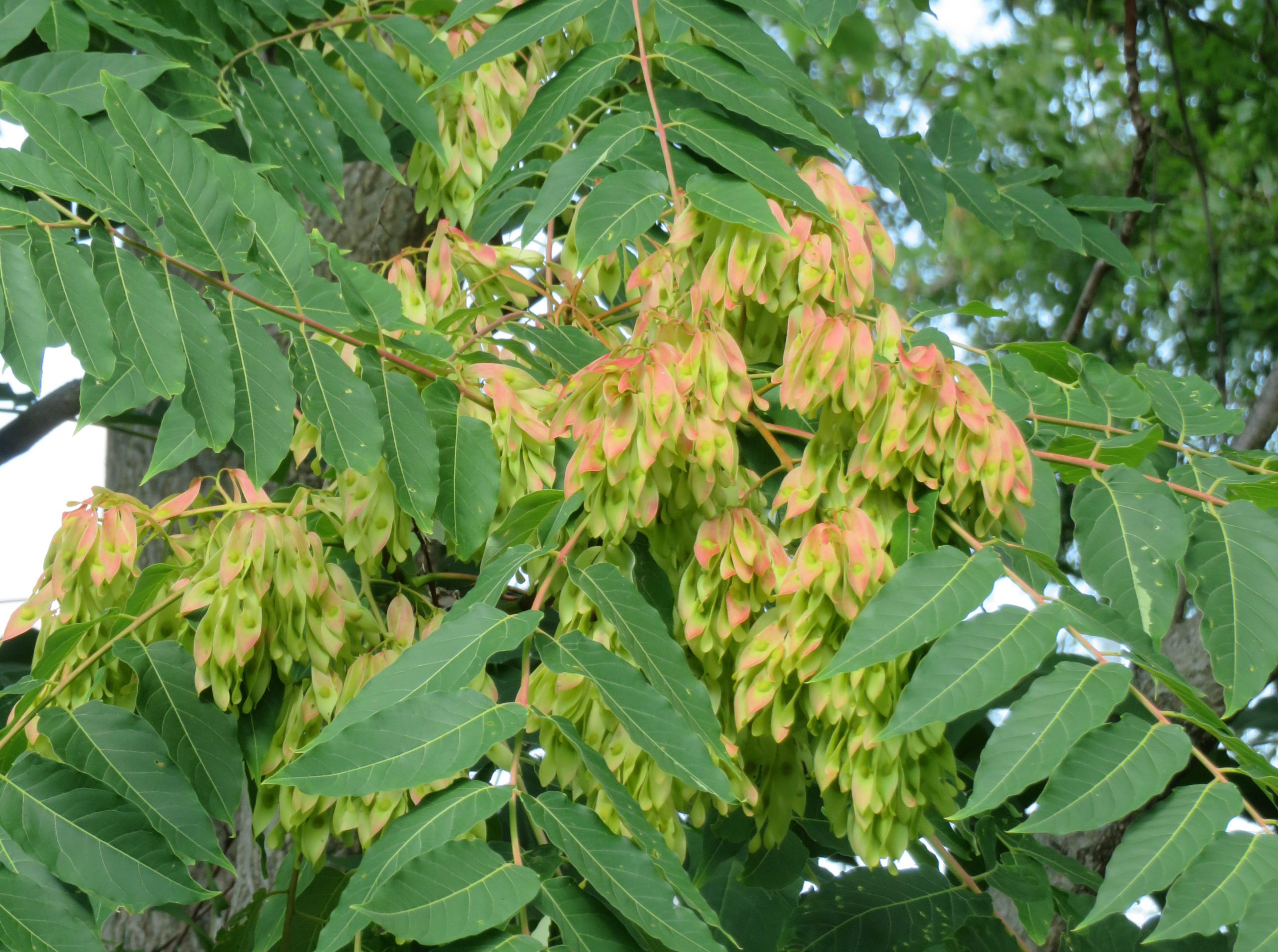 Tree-of-heaven foliage and distinct seed clusters on female trees.