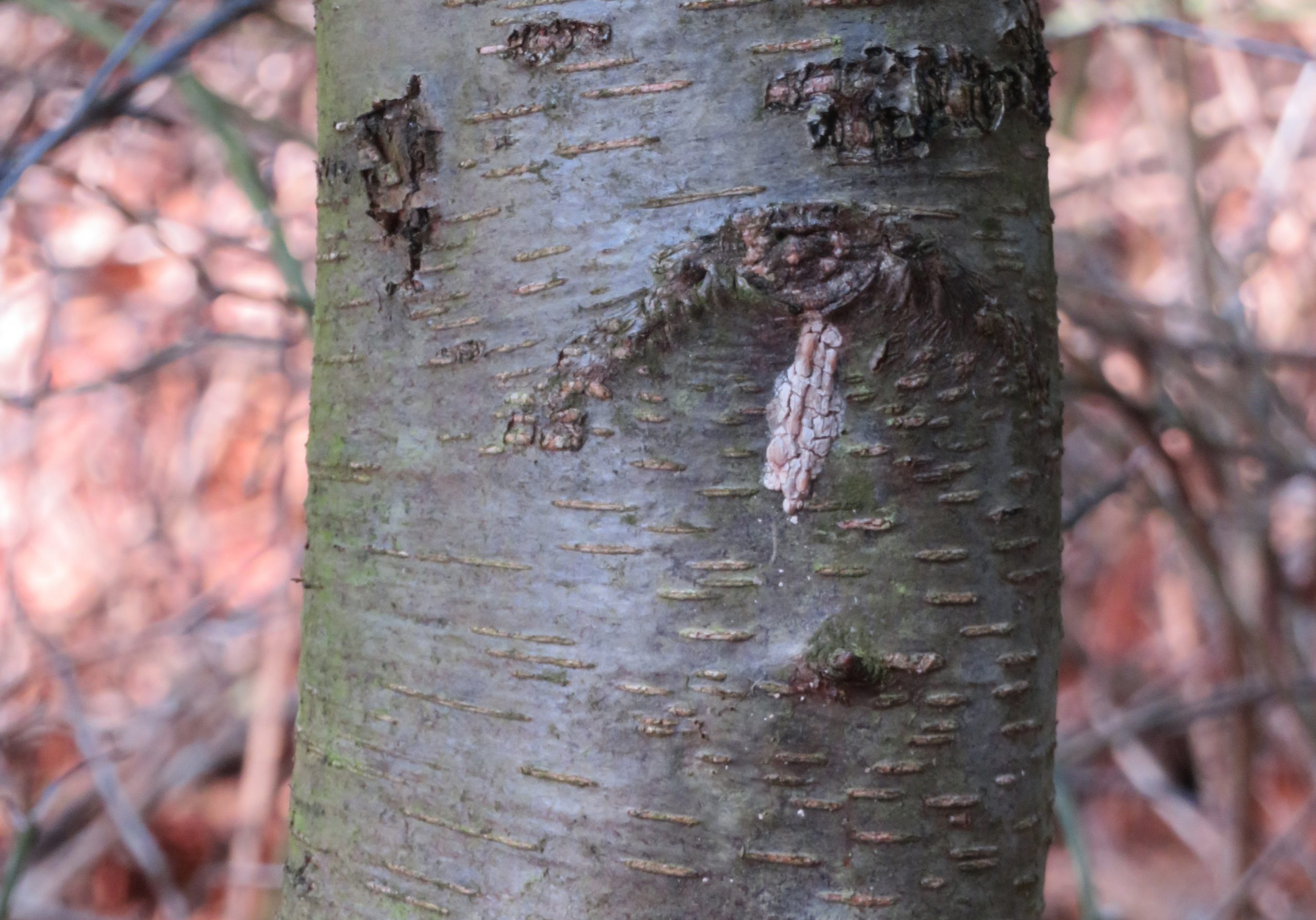 Spotted lanternfly egg mass on a black birch. Egg masses can be found during winter months on trees, vehicles and building materials.