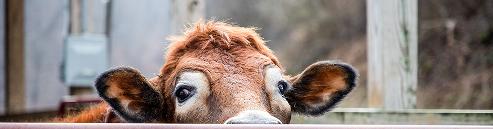 Photo of cow peering over fence