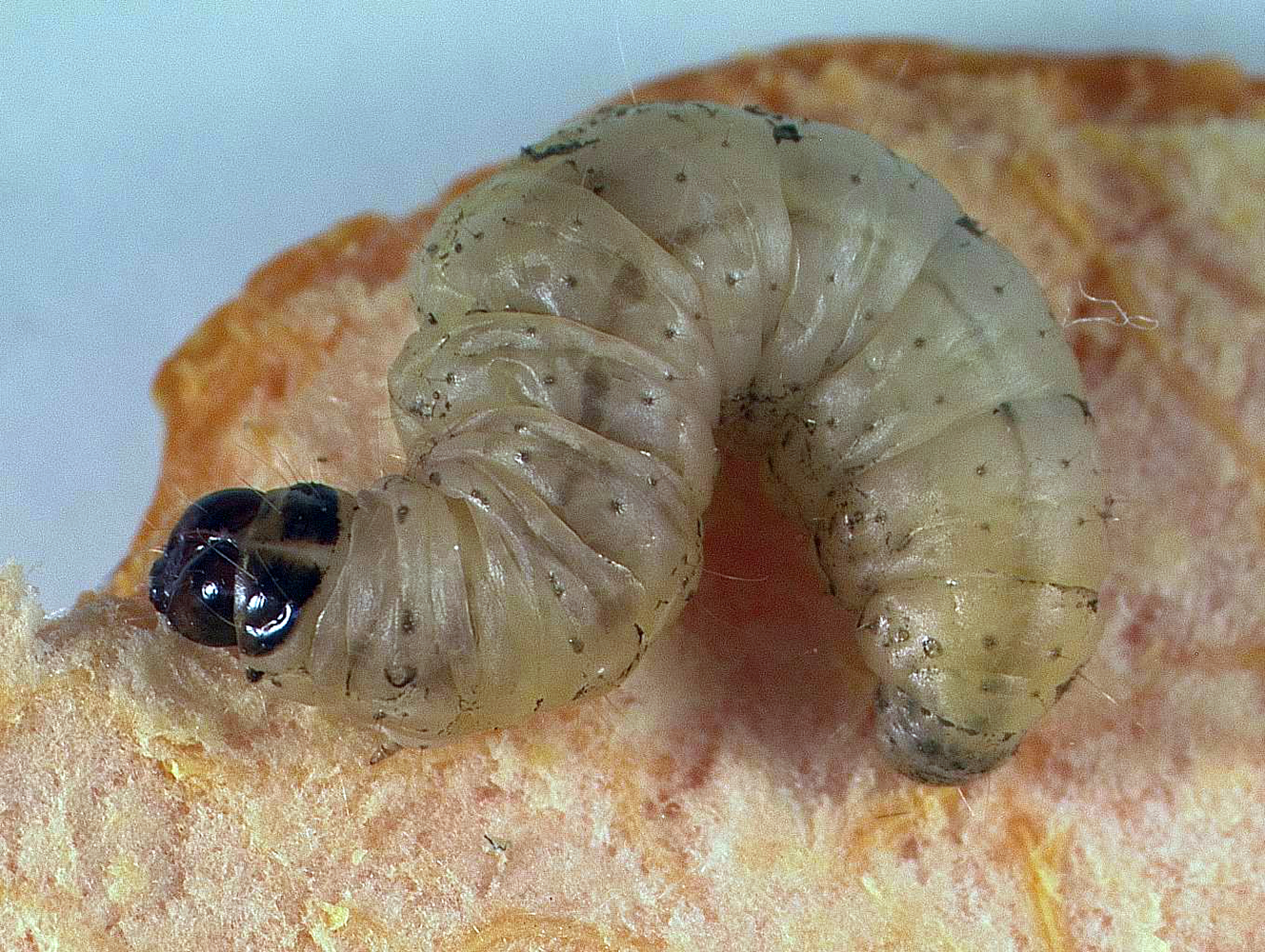 The Navel Orangeworm Moth