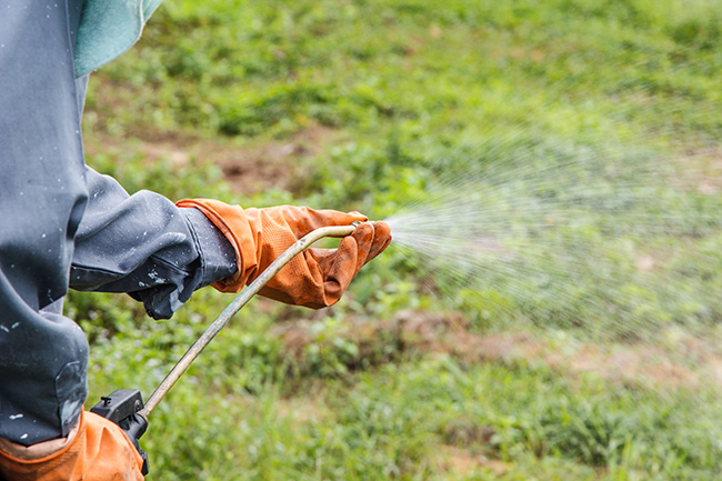Spraying for Weeds