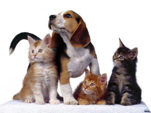 Image of three kittens and a puppy